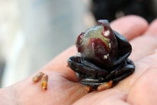 농약 안 쓴 유기농 포도, 직접 분양받아 드세요