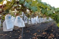 농약 안 쓴 유기농 포도, 직접 분양받아 드세요