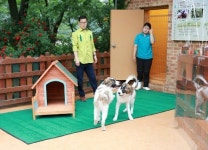 300년만에 태어난 복제 얼룩 삽살개, 관람하던 초등생 공격