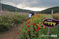 경남 하동 북천에 가면 참새뷔페가 있다 