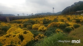 수룡동 어촌마을에 가을 국화 만개 