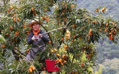 지리산 자락, 곶감용 감 따기 시작입니다