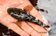 국내 유일 서식 거제 산양천 남방동사리, 보존 대책은?