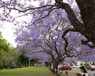 온 마을을 보라색으로 장식하는 꽃의 축제