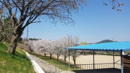 동문 자녀 학교 보내 폐교 막자, 시골 학교 동문들의 현수막 