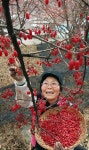 산수유 따는 아낙네의 얼굴까지 붉네