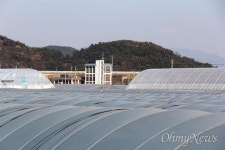 창녕함안보 수문 개방 때문에 양상추 농사 망쳤다