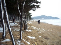 겨울바다로 가자, 혼자여도 좋으니까