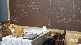 [모이] 고양이가 사장님인 서점 처음이지? 어서와~