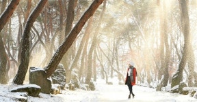 "눈 내린 거창 동호숲, 소나무에 운치 더해"