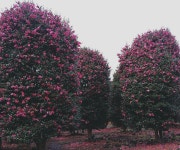 [드론사진] 한겨울 제주도는 동백꽃 축제 중