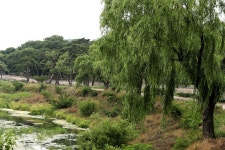 비밀과 혼란으로 술렁였던 신라의 숲