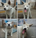 들어는 봤나, 반려조 비둘기