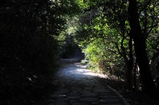 동백은 3월의 꽃... 지금이 떠나야 할 때