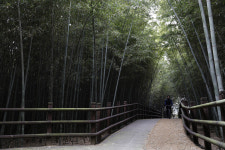 대숲과 습지여행을 한번에 할 수 있는 곳, 여깁니다 