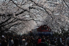 진해 벚꽃 보러 간다면, ○○역부터 들러라