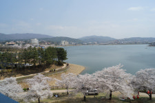 [사진] 경주 보문관광단지 벚꽃 만개