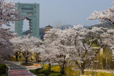 [사진] 경주 보문관광단지 벚꽃 만개