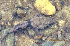 희귀어류 남방동사리의 멸종을 막아라