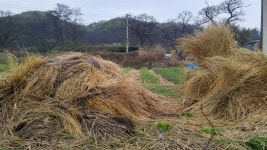 벼가 다 똑같지, 토종벼는 뭐가 다른가요? 