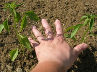 누구나 처음에는 한뼘 농사를 한다
