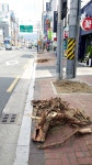 경산시, 아름드리 가로수 60여 그루 뿌리째로 뽑은 사연