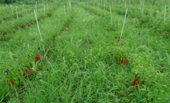 누울 자리 보고 다리를 뻗는 풀의 생존전략