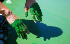 옥상 페인트보다 진한 녹조... 금강은 최악이었다 