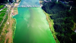 녹색 재앙으로 변한 낙동강...1300만 식수원이 위험하다