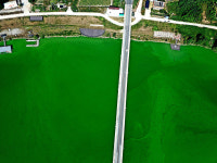 [현장] 녹색 페인트로 변한 금강