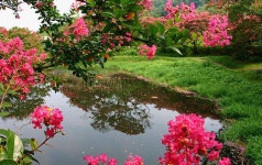 효자 선비의 시크릿 가든, 왜 하필 붉은 꽃일까