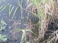 창원마산 덕곡천 하류 물고기 집단 폐사