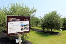 푹푹 찌는 한반도에 걸음 뗀 아열대농업