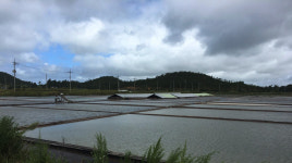 [사진] 흑산도 갈매기떼, 태풍 피해 땅으로 숨어... 진풍경