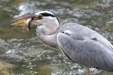 [사진] 펄떡거리는 물고기, 번쩍하고 잡았네