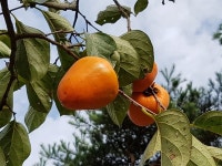 대봉감·동편제·지리산 단풍... 구례 가을여행의 매력