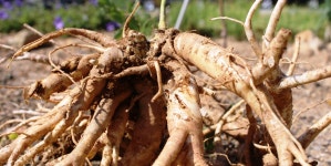 도라지, 어떻게 먹어도 몸에 좋다