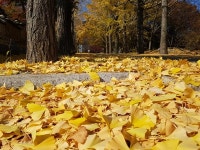 [사진] 깊어가는 가을, 만추