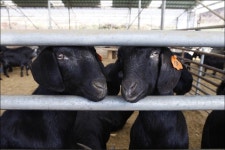 전라도에서 염소 잘 키우기로 소문난 집, 그 시작은...