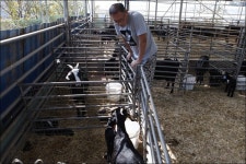 전라도에서 염소 잘 키우기로 소문난 집, 그 시작은...