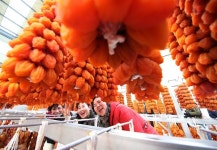 명품 지리산 함양 곶감 출하 시작