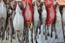 겨울철 생대구탕, 여기가 진짜다