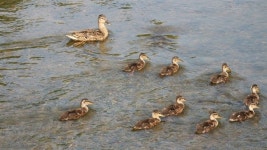 하나둘 사라지는 새끼 오리... 대체 무슨 일이