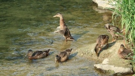 하나둘 사라지는 새끼 오리... 대체 무슨 일이