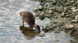 하나둘 사라지는 새끼 오리... 대체 무슨 일이
