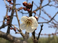 성미 급한 매화가 전하는 구례의 봄 소식