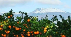 강원도에서 실종된 눈, 제주도에서 찾다