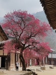 홍매화·산수유·벚꽃... 미리 떠나는 구례 꽃여행