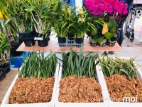 [사진] 북평장에 찾아온 동해의 봄