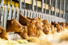 [김진영 MD의 식탁] 예쁜 마블링 얻으려고, 소고기 향을 잃었다 